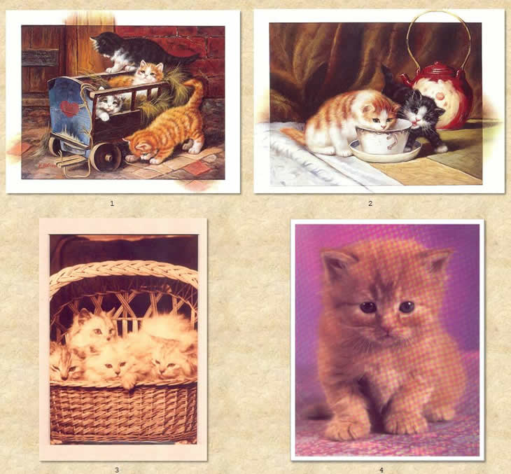 Posters imagenes de animales, gatos